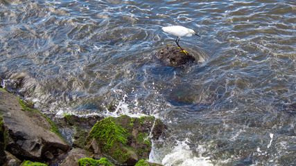 garça-branca sobre uma rocha pescando no rio com ondas fortes