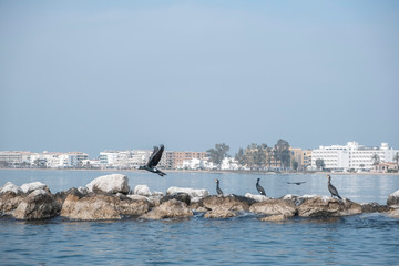 Cormoranes tomando el sol en el mediterráneo