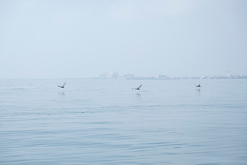 Cormoranes tomando el sol en el mediterráneo