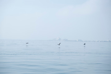 Cormoranes tomando el sol en el mediterráneo