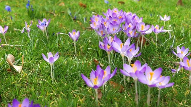 Spring fresh flowers. Crocuses and lilies of the valley. 