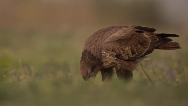 European buzzard feeding on prey in grassland