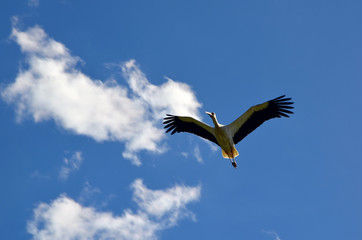  stork flying in the blue sky