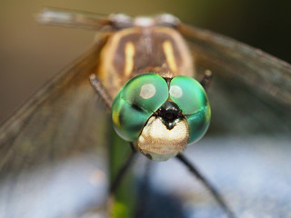 Dragonfly macrophotography - Blue dasher © Jeffery R Stone