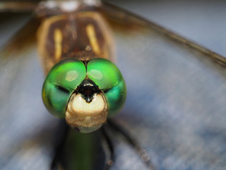 Dragonfly macrophotography - blue dasher