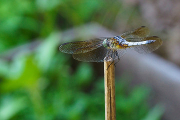 Dragonfly - Blue Dasher perched on a stick