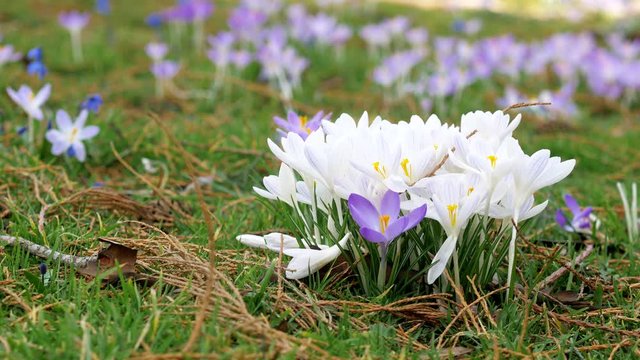 Spring fresh flowers. Crocuses and lilies of the valley. 