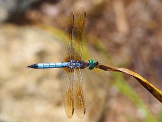 Overhead view of a Blue Dasher dragonfly