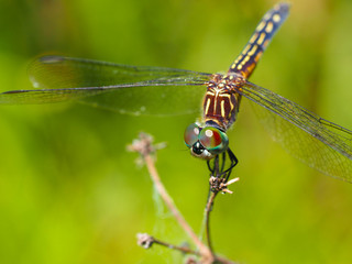 Female Blue Dasher Dragonfly