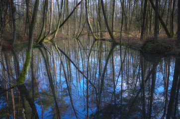 Odbicie lasu © Tomek Kiecana