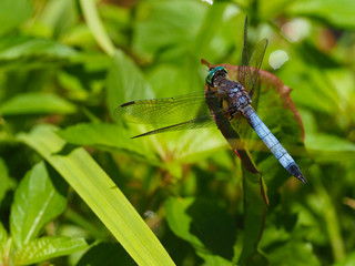 Blue dasher dragonfly