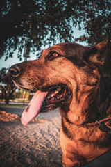 dog in a sunset