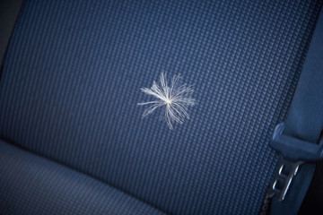 fluff in the car the source of allergies-a symbol of the arrived letter