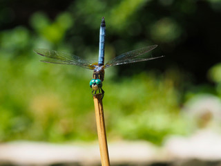 Dragonfly - male blue dasher