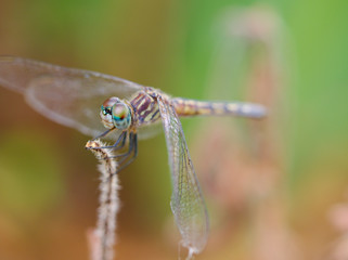 Dragonfly photos macrophotographs