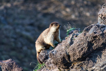 Black-capped marmot (Marmota camtschatica). This type of marmot is biologically similar to the Mongolian marmot - tarbagan (Marmota sibirica). It lives in Eastern, North-Western Siberia and Kamchatka.