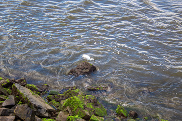 garça-branca sobre uma rocha pescando no rio com ondas fortes