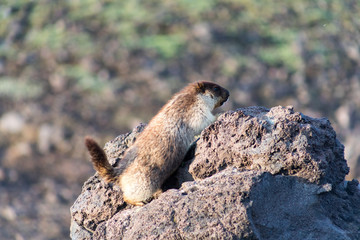 Black-capped marmot (Marmota camtschatica). This type of marmot is biologically similar to the Mongolian marmot - tarbagan (Marmota sibirica). It lives in Eastern, North-Western Siberia and Kamchatka.
