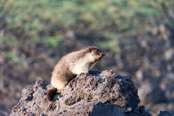 Black-capped marmot (Marmota camtschatica). This type of marmot is biologically similar to the Mongolian marmot - tarbagan (Marmota sibirica). It lives in Eastern, North-Western Siberia and Kamchatka.