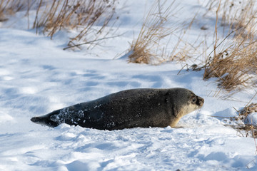 Naklejka premium An adult harp seal with grey fur laying on a snow bank. There's tall grass among the snow in the background. The animal has long whiskers, dark eyes and large flippers. The seal's skin has dark spots.