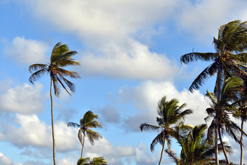 palm trees on beach