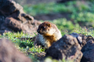 Black-capped marmot (Marmota camtschatica). This type of marmot is biologically similar to the Mongolian marmot - tarbagan (Marmota sibirica). It lives in Eastern, North-Western Siberia and Kamchatka.