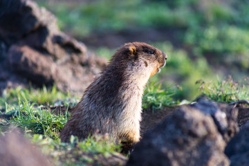 Black-capped marmot (Marmota camtschatica). This type of marmot is biologically similar to the Mongolian marmot - tarbagan (Marmota sibirica). It lives in Eastern, North-Western Siberia and Kamchatka.