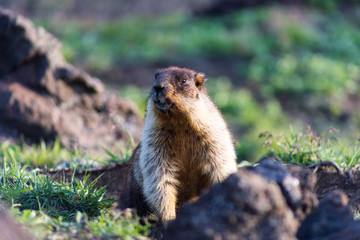 Black-capped marmot (Marmota camtschatica). This type of marmot is biologically similar to the Mongolian marmot - tarbagan (Marmota sibirica). It lives in Eastern, North-Western Siberia and Kamchatka.