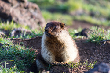 Black-capped marmot (Marmota camtschatica). This type of marmot is biologically similar to the Mongolian marmot - tarbagan (Marmota sibirica). It lives in Eastern, North-Western Siberia and Kamchatka.