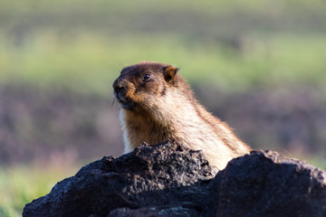 Black-capped marmot (Marmota camtschatica). This type of marmot is biologically similar to the Mongolian marmot - tarbagan (Marmota sibirica). It lives in Eastern, North-Western Siberia and Kamchatka.