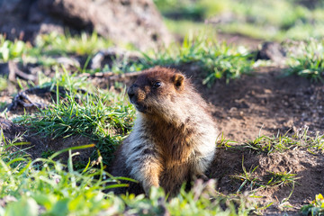 Black-capped marmot (Marmota camtschatica). This type of marmot is biologically similar to the Mongolian marmot - tarbagan (Marmota sibirica). It lives in Eastern, North-Western Siberia and Kamchatka.