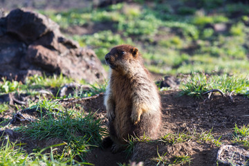 Naklejka na ściany i meble Black-capped marmot (Marmota camtschatica). This type of marmot is biologically similar to the Mongolian marmot - tarbagan (Marmota sibirica). It lives in Eastern, North-Western Siberia and Kamchatka.
