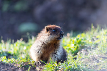 Black-capped marmot (Marmota camtschatica). This type of marmot is biologically similar to the Mongolian marmot - tarbagan (Marmota sibirica). It lives in Eastern, North-Western Siberia and Kamchatka.