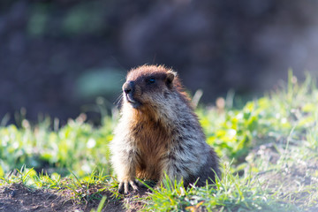 Black-capped marmot (Marmota camtschatica). This type of marmot is biologically similar to the Mongolian marmot - tarbagan (Marmota sibirica). It lives in Eastern, North-Western Siberia and Kamchatka.