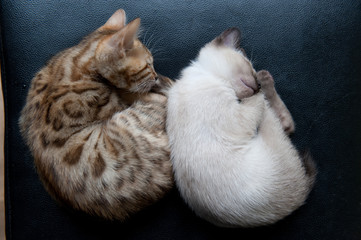 sleeping cat