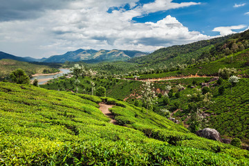 Fototapeta premium Tea plantations in India