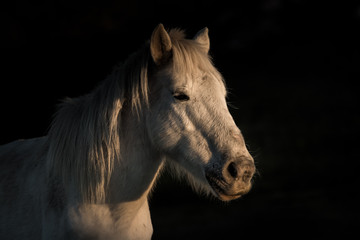 retrato de una yegua de caballo salvaje con luz natural de atardecer y fondo negro