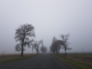 Autumn foggy landscape. Empty track with bare trees growing on the sidelines.
