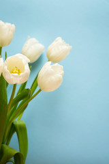 Blue background with white tulips with copy space. Greeting card with white tulips on a blue background. Gift for Women's Day, Mother's  Day, Valentine's Day.