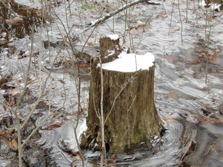 snowy tree stump