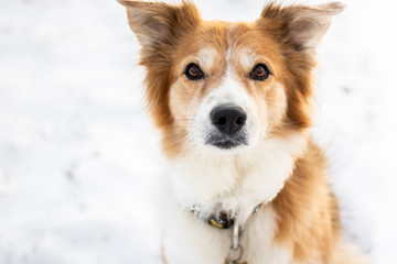 Border collie brown and white dog sitting on snow