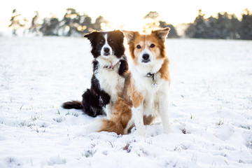 Two Border collies sitting in the snow at sunset
