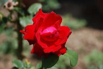 red rose in the garden