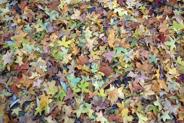 leaves of maple fall all over the ground
