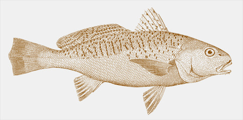 Atlantic croaker micropogonias undulatus, marine fish in side view © M