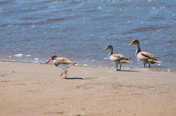 Oystercatcher and ducks in Mar Chiquita lagoon , Argntina