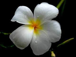 Fototapeta na wymiar white flower isolated on black background
