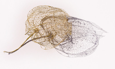 Golden dry skeleton part of fallen foliage from Chinese Lantern flower with shadow on white background. The tissue has been broken down by decomposition, leaving the fine network. Selective focus.