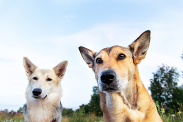 Obedient dogs resting in meadow in nature