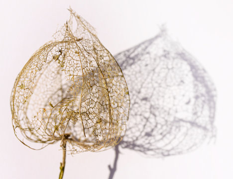 Golden dry skeleton part of fallen foliage from Chinese Lantern flower with shadow on white background. The tissue has been broken down by decomposition, leaving the fine network. Selective focus.